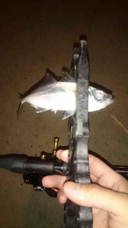 アジング釣行記