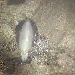 ヤエンで釣りました