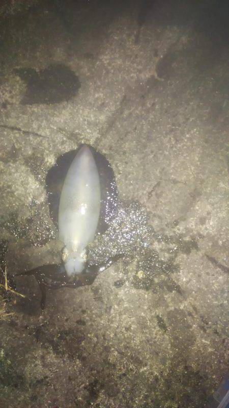 ヤエンで釣りました