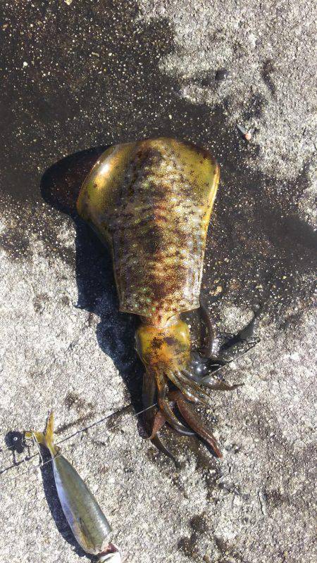 よく釣れました！