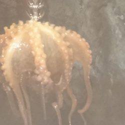 ナイトエギングでしたが…