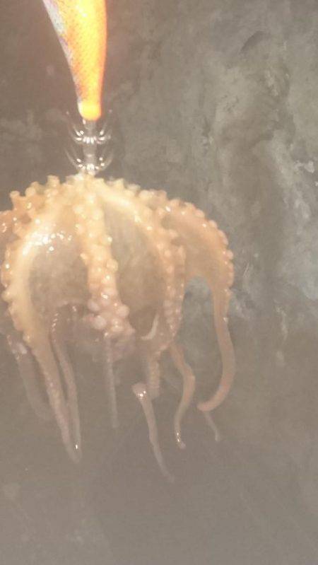 ナイトエギングでしたが…