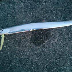 太刀魚サイズアップしてきました