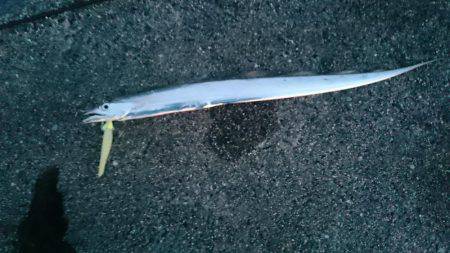 太刀魚サイズアップしてきました