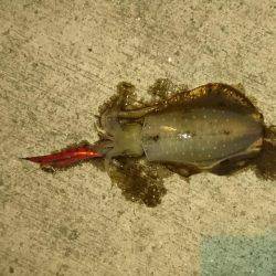 エギング時々アジング