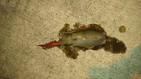 エギング時々アジング