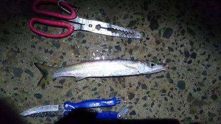 爆釣！小刀狩り