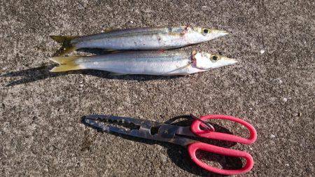 カマスを求めて