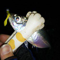 シビア？なアジング