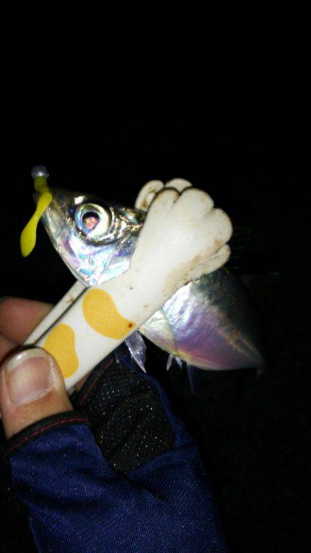 シビア？なアジング