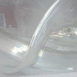 ショートバイト！