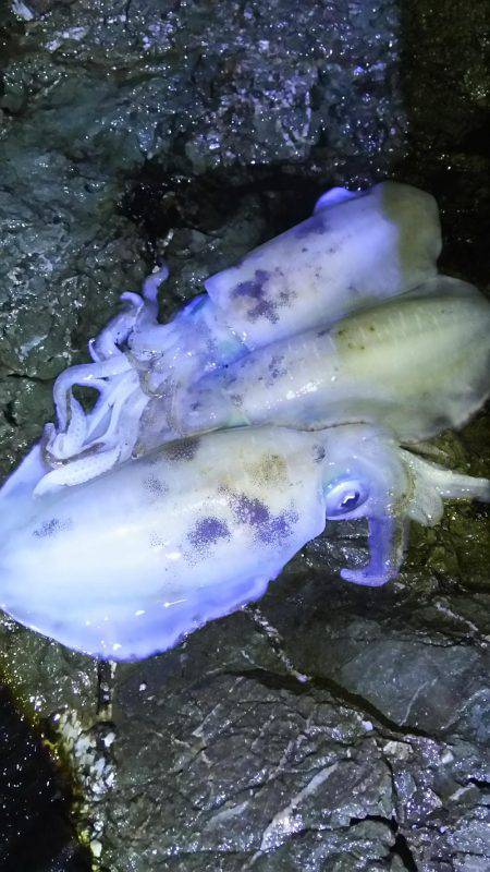 コイカばっかり