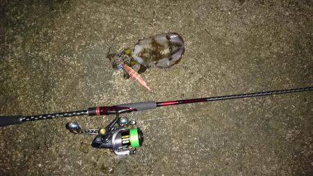 エギングパーティー