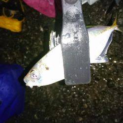 ひさびさアジング