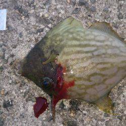 爆風でしかも寒い