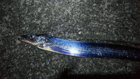 ルアーで太刀魚