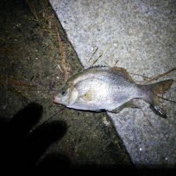 アジ釣れずウミタナゴ