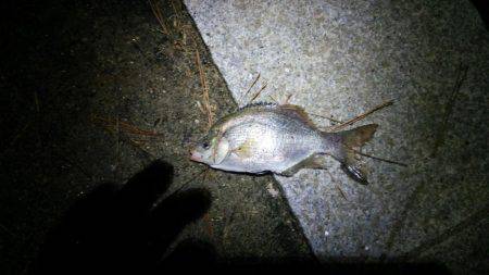 アジ釣れずウミタナゴ