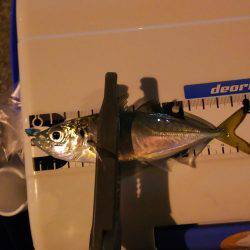 爆風短時間アジング