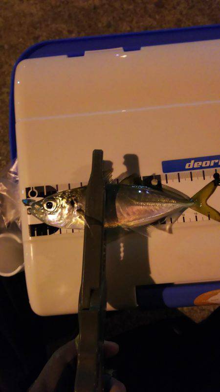 爆風短時間アジング