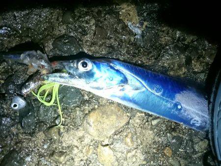 やっと数釣りできた　ドラゴン　１０８ｃｍも…