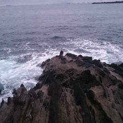 ワインドシーバス