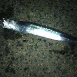 小潮でしたがなんとか太刀魚