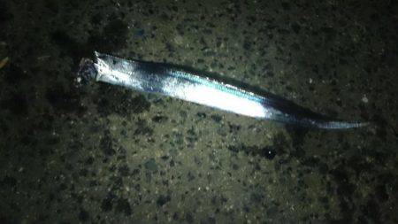 小潮でしたがなんとか太刀魚