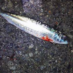 シーバスのつもりが…