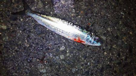 シーバスのつもりが…