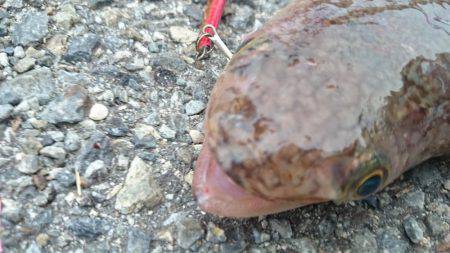 エギングロッドでデカエソ