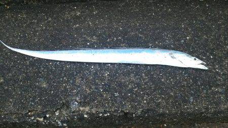 貝塚人工島水路にて太刀魚