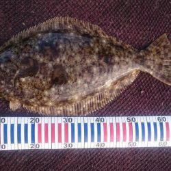 コウイカでした・・・