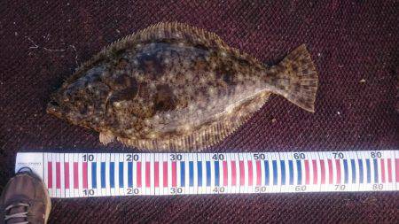 アジののませ釣りでヒラメ２匹！
