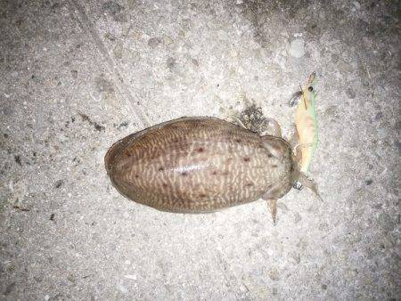 コウイカでした・・・