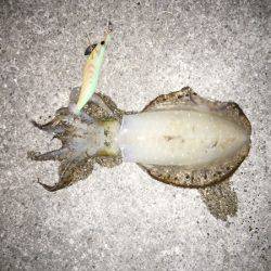 久しぶりのアオリ大漁