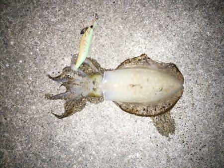 久しぶりのアオリ大漁