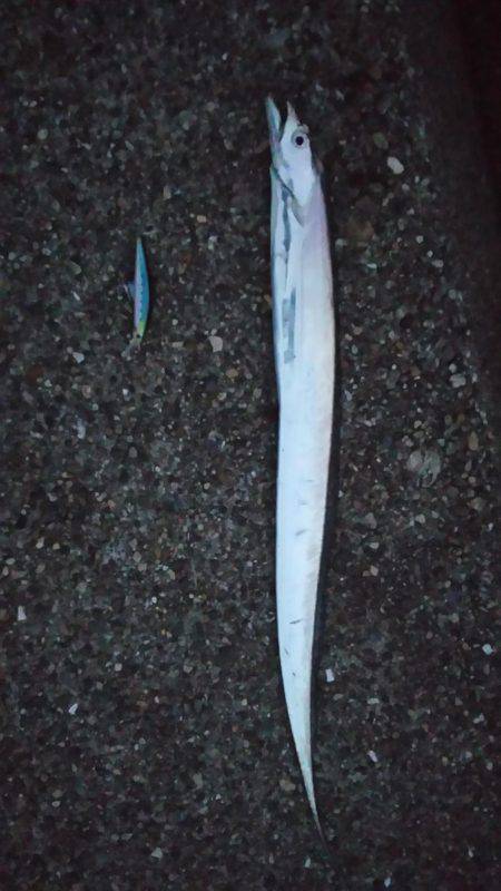 本荘人工島でサゴシ