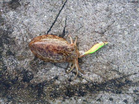 またコウイカ・・・