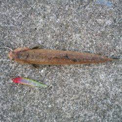 実は美味な外道