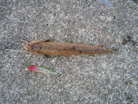 実は美味な外道