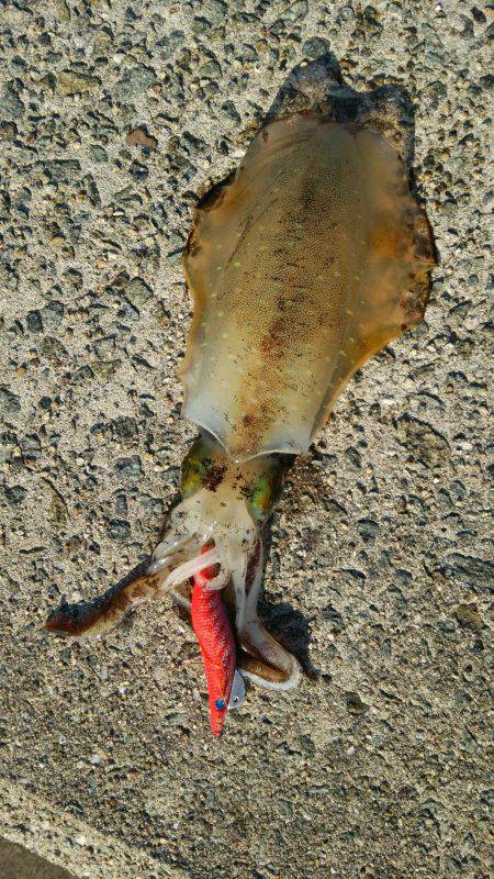 600はあると思いましたが