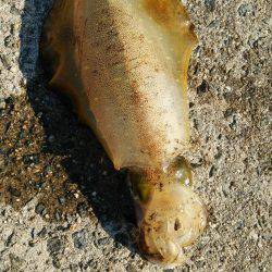 釣り人のマナーの悪さに…