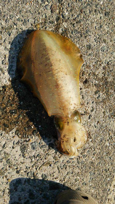 釣り人のマナーの悪さに…