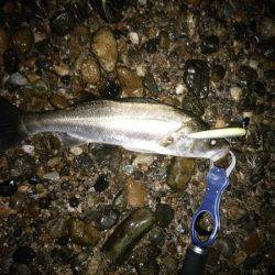 デカいシーバスはいずこに・・・？