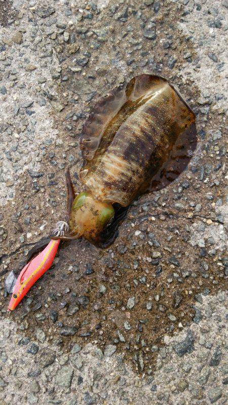 やる気はあるものの