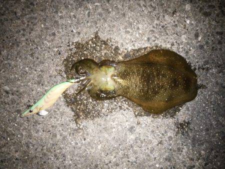 数は釣れたけど型が・・・