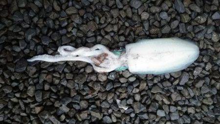 雨でも負けずにエギング