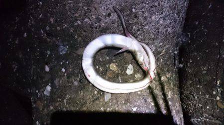 ショアスローアナゴin食品コンビナート