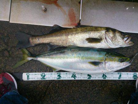 スズキくんとメジロさん仲良く良くほぼ同寸